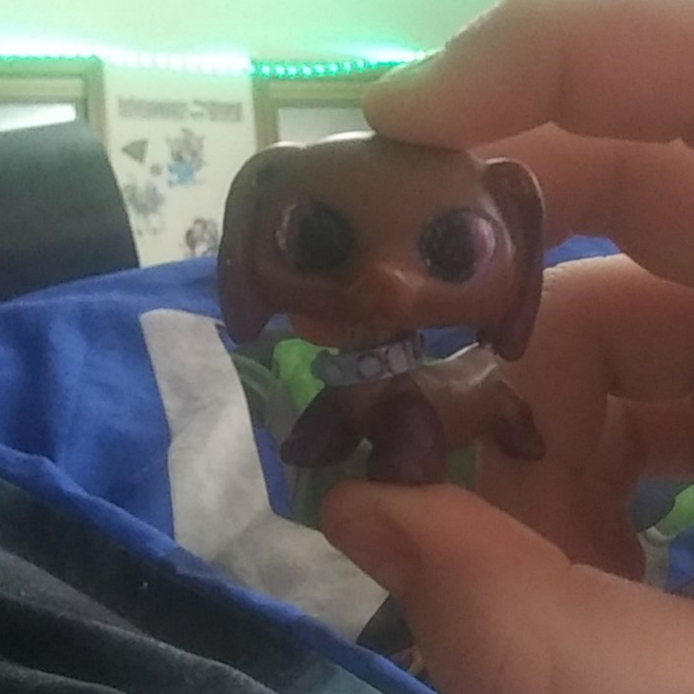 Cute dachshund dog custom